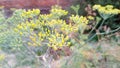 Fennel herbs fennel seeds stock close up