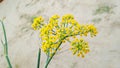 Fennel herbs flower\'s bud close up