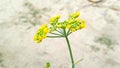 Fennel herbs flower\'s bud image