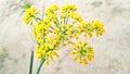 Fennel herbs flower\'s bud stock image