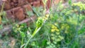 Fennel herbs fennel plant buds image