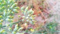 Fennel herbs seeds or fruits snape