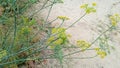 Fennel herbs seeds leaves image