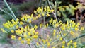 Fennel herbs fennel seeds stock