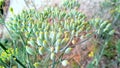 Fennel herbs stock photo