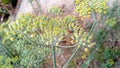 Fennel herbs beautiful stock