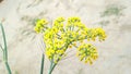 Fennel herbs flower\'s bud stock photo