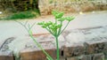 Fennel herbs fennel plant buds stock