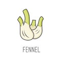Fennel line vector illustration, cooking isolated icon.