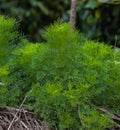 Fennel ornamental plant or Water Pine which has a unique leaf shape and green color