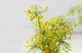 Fennel plant