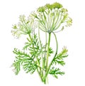 Fennel plant flowers and leaves isolated on white background. Generative AI realistic watercolor illustration