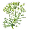 Fennel plant with flowers and leaves isolated on white, for medical or culinary uses. Generative AI watercolor illustration