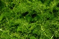 Fennel plant with green feathery leaves in spring sun, foeniculu Royalty Free Stock Photo