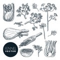 Fennel plant root, leaves and seeds. Vector hand drawn sketch illustration. Natural spice herb, cooking ingredients