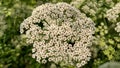 Fennel plants and flowers Royalty Free Stock Photo