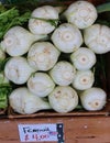 Fennel root (Foeniculum vulgare)