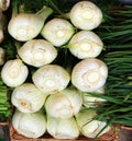 Fennel root Foeniculum vulgare is a flowering plant Royalty Free Stock Photo