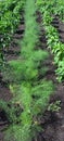 Fennel root (Foeniculum vulgare)