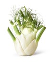 Fennel root