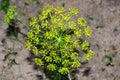 Fennel for salad in the garden Royalty Free Stock Photo