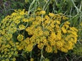 Fennel seed flowers fresh in nature