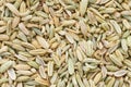 Fennel seeds background. Food background, top view. Selective focus Royalty Free Stock Photo