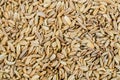 Fennel seeds background. Food background, top view Royalty Free Stock Photo