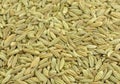 Fennel seeds