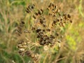 Fennel Seeds