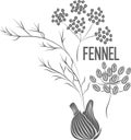 Fennel seeds and root vector illustration