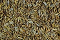 Fennel seeds - vegetable dill, spice. Fennel - spice, oblong seeds of greenish-brown color, has a sweet aroma and sweet-spicy