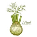 Fennel spice bulb plant. Foeniculum vulgare herb root with stem, leaves botanical sketch. Food seasoning. Hand drawn vector Royalty Free Stock Photo