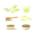 Fennel spice herb bulbs, stems and dried seeds set. Culinary cooking ingredient. Fresh organic healthy vegetarian food