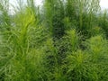 Fennel or spicy fennel (Foeniculum vulgare Miller) with its fresh green leaves.