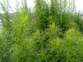 Fennel or spicy fennel (Foeniculum vulgare Miller) with its fresh green leaves.