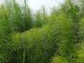 Fennel or spicy fennel (Foeniculum vulgare Miller) with its fresh green leaves.