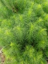 Fennel or spicy fennel (Foeniculum vulgare Miller) with its fresh green leaves.
