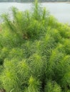 Fennel or spicy fennel (Foeniculum vulgare Miller) with its fresh green leaves.