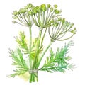 Fennel stems with flowers and leaves over white background. Generative AI illustration in watercolor style