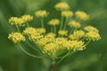 Fennel