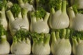 fennel vegetables food Royalty Free Stock Photo