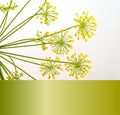 Fennel On White Background With Color Gradient