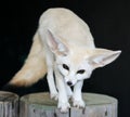 Fennic Desert Fox with Large Ears Royalty Free Stock Photo