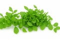 Fenugreek leaves isolated on white background