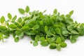 Fenugreek leaves isolated on white background