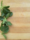 Fenugreek leaves line on wooden background Royalty Free Stock Photo