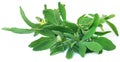 Fenugreek leaves Royalty Free Stock Photo