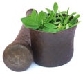 Fenugreek leaves in a mortar with pestle Royalty Free Stock Photo