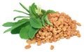 Fenugreek leaves with seeds Royalty Free Stock Photo